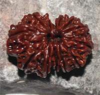 12 mukhi- 31.5x9.8x17